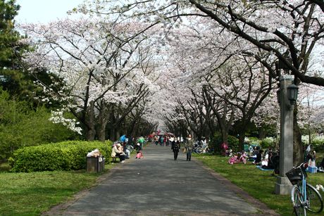 sakura0901.jpg