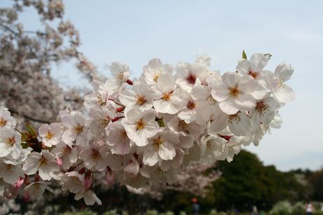 sakura0902.jpg
